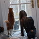 Illustration for article titled Inter-window Pet Love